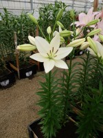 [4103 White Sound DJ No01.JPG]